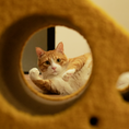 Load image into Gallery viewer, Cheese Cat Scratcher