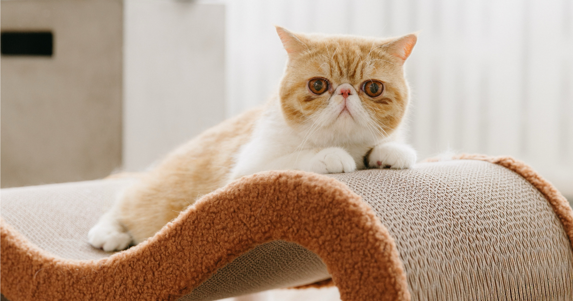 A fluffy cat lounging on Pet JoJo’s modern Cloud Lounge Scratcher, a design‑forward cat furniture piece.