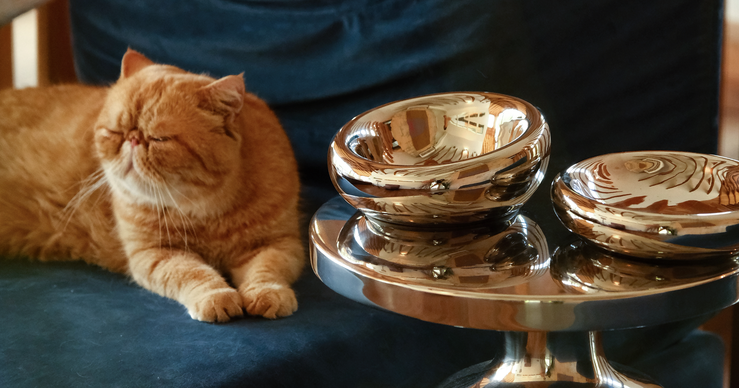 An exotic shorthair cat rests next to a luxury Pet Jojo chrome-finish ergonomic cat bowl on a reflective pedestal.