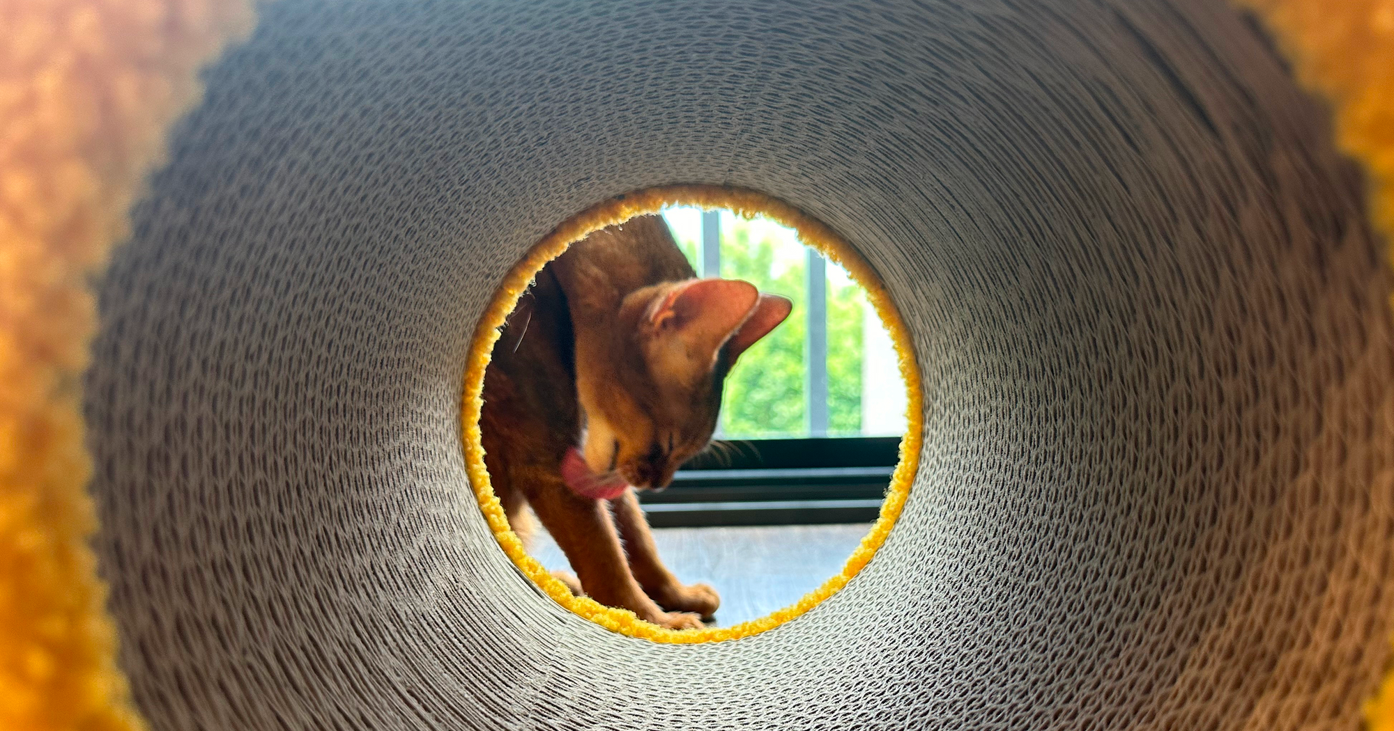 A "cat's eye view" from inside a premium play tunnel looking toward a peek-a-boo opening, highlighting the durable cardboard-textured interior walls perfect for scratching and active play.