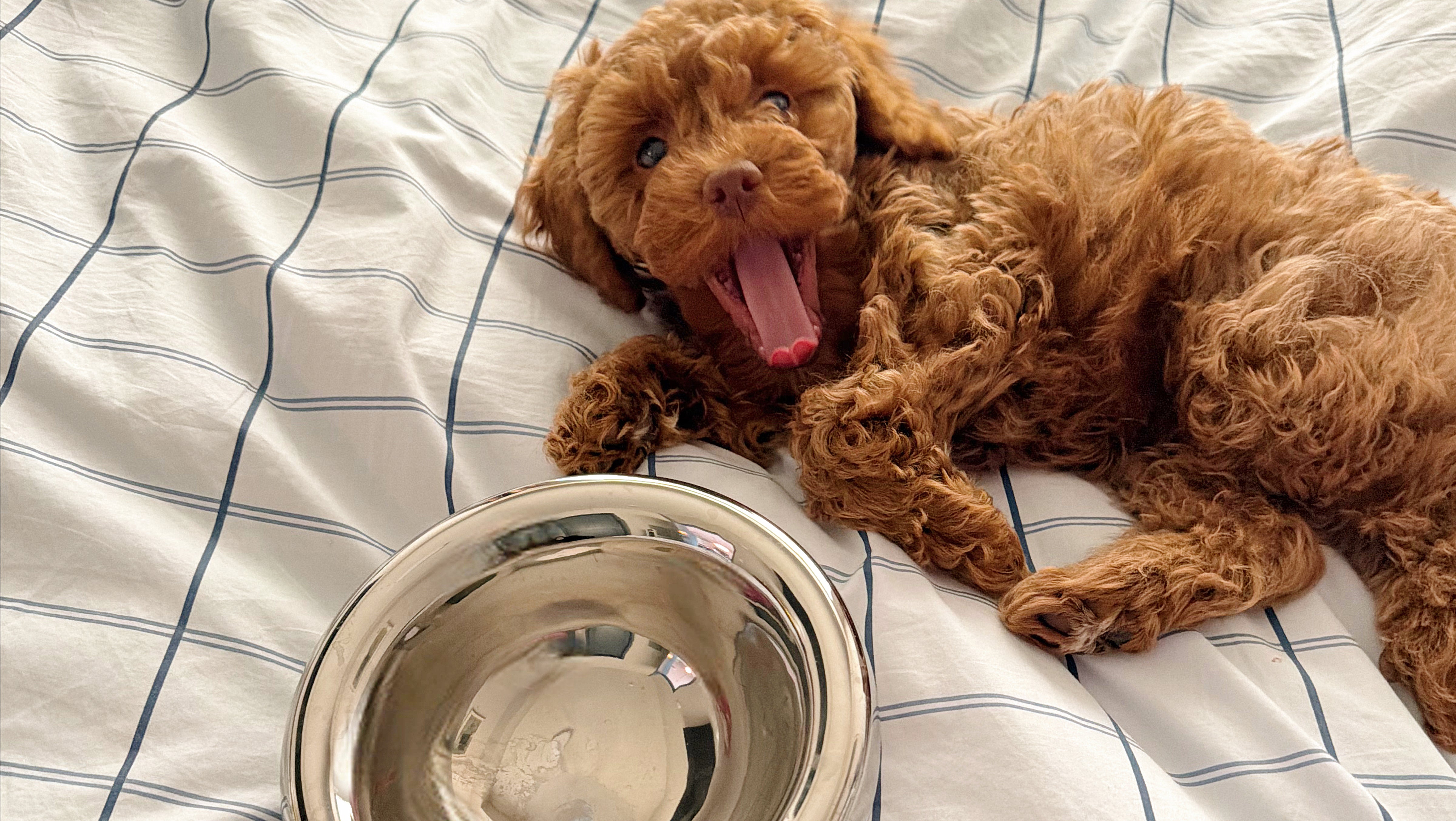 Cute brown puppy relaxing next to the Pet JoJo Chrome Pebble Bowl, a premium ceramic pet bowl featuring a reflective chrome finish, ergonomic design, and modern home aesthetic.
