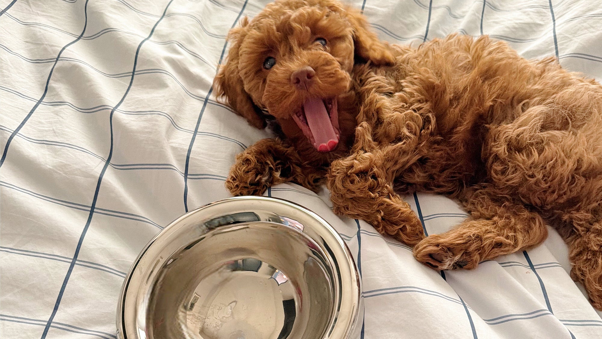 Cute brown puppy relaxing next to the Pet JoJo Chrome Pebble Bowl, a premium ceramic pet bowl featuring a reflective chrome finish, ergonomic design, and modern home aesthetic.