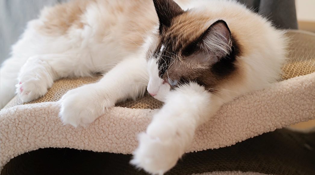 A fluffy cat lounging on Pet JoJo’s modern Cloud Lounge Scratcher, a design‑forward cat furniture piece.