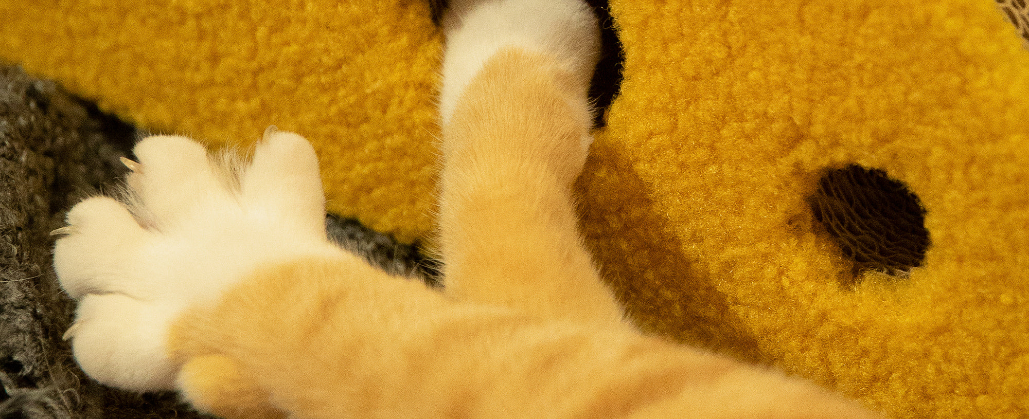 Close-up of a cat's paw on a cheese cat scratcher