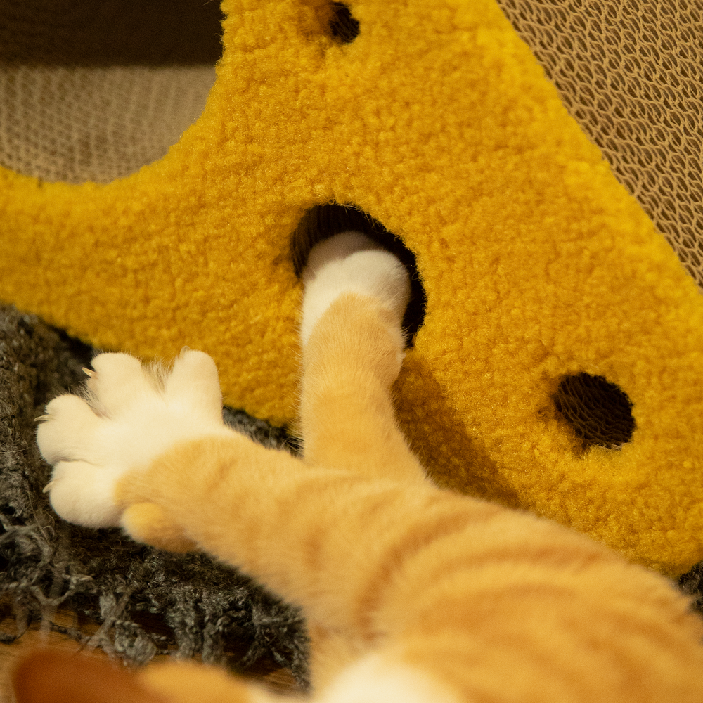 Cat playing with a cheese cat scratcher - Pet JoJo