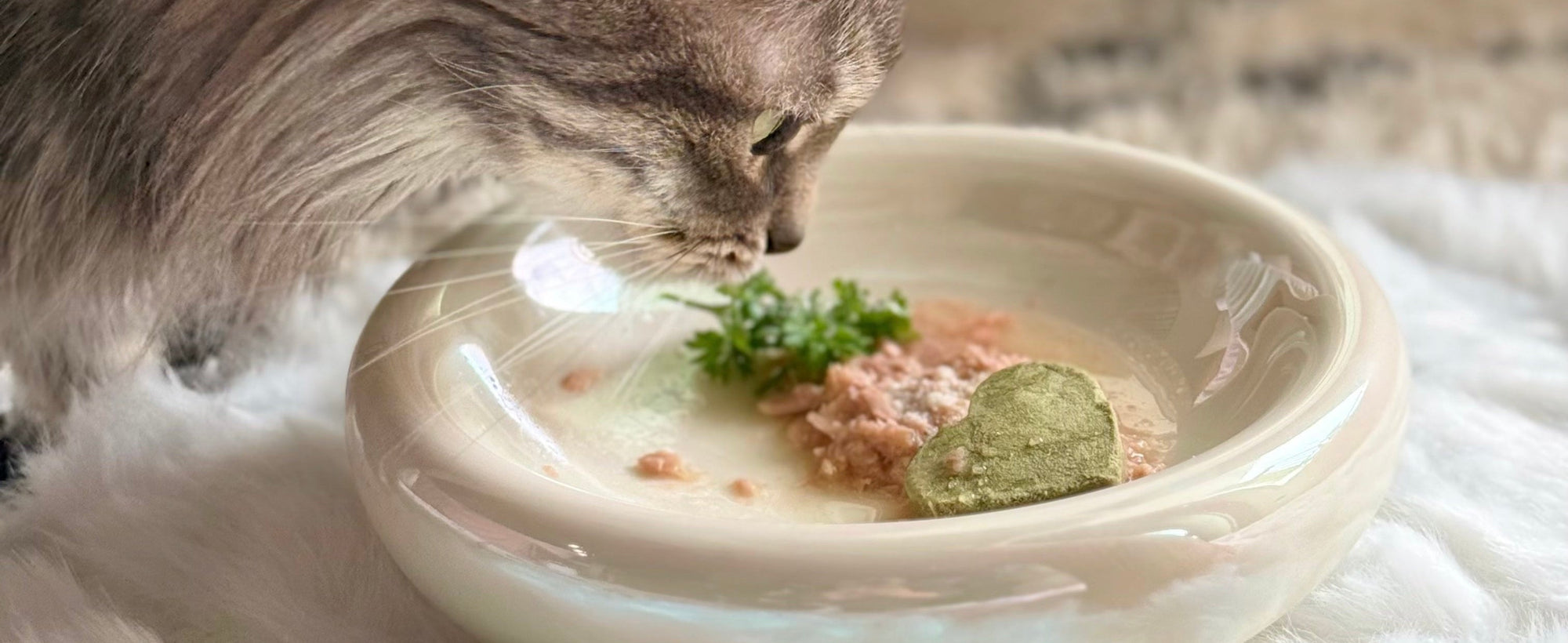 Cat sniffing a pebble pet food bowl