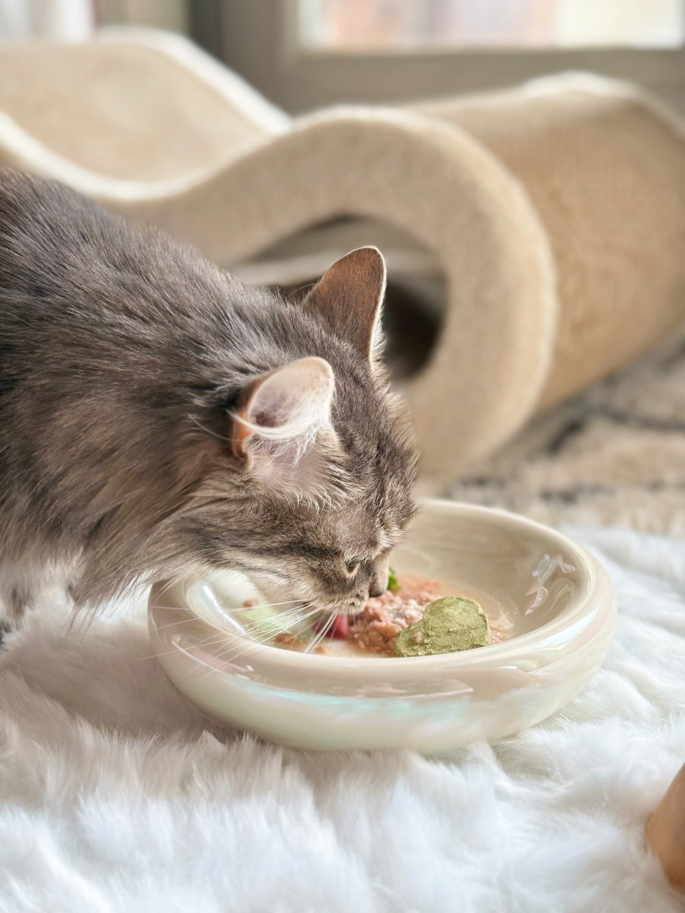 Cat eating from the pet jojo pebble bowl in pearl color on a fluffy white rug