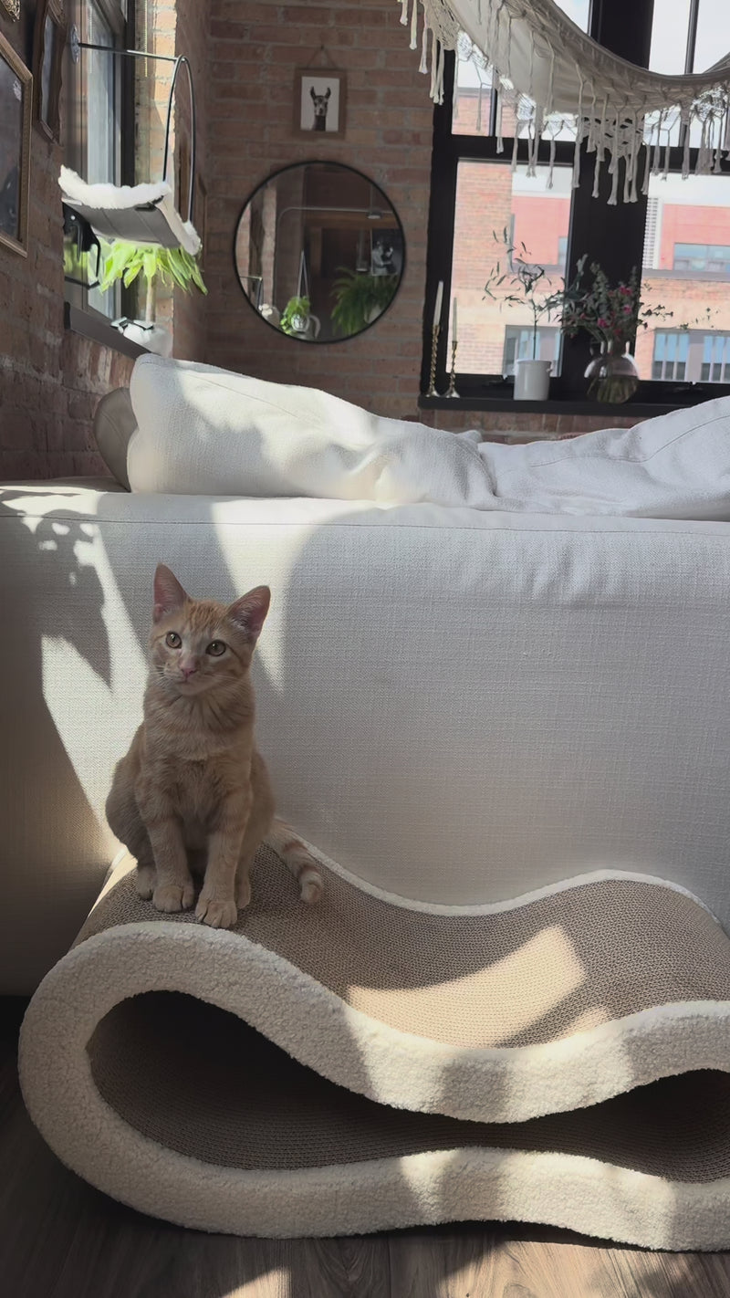 Cat playfully scratching and lounging on a cloud-shaped cardboard lounge cat scratcher in a cozy living room.